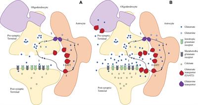 Glutamate Transport and Preterm Brain Injury